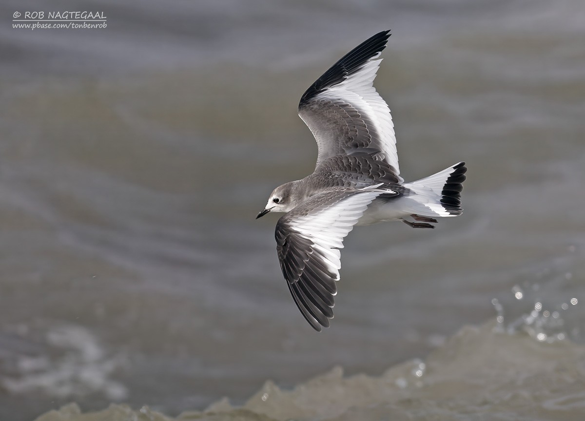 Sabine's Gull - ML644546687