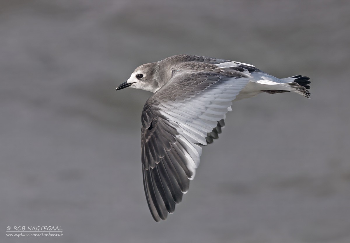 Sabine's Gull - ML644546689