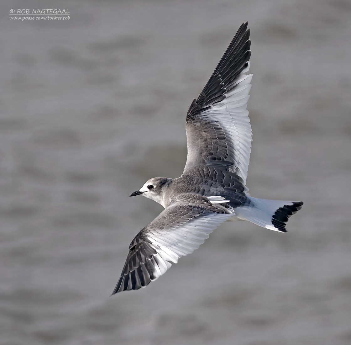 Sabine's Gull - ML644546690