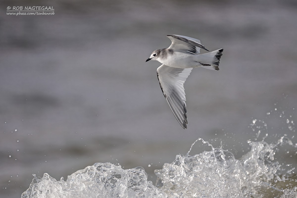 Sabine's Gull - ML644546692
