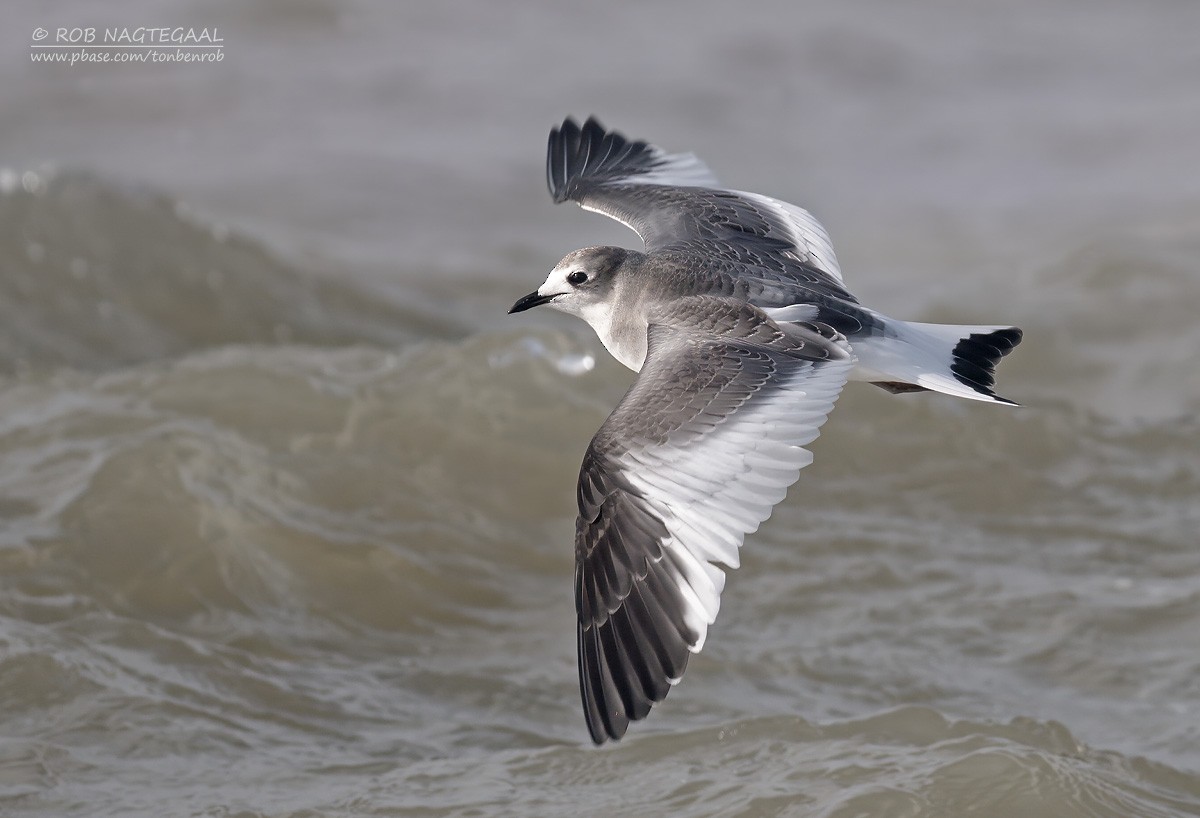 Sabine's Gull - ML644546693