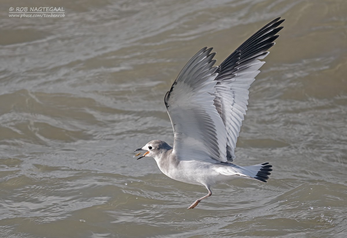 Sabine's Gull - ML644546694