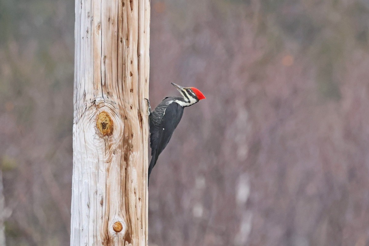 Pileated Woodpecker - ML644546695