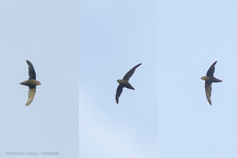 Sick's Swift - ML644546705