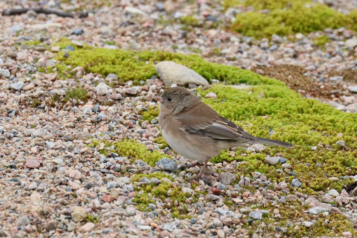 Dark-eyed Junco - ML644546714