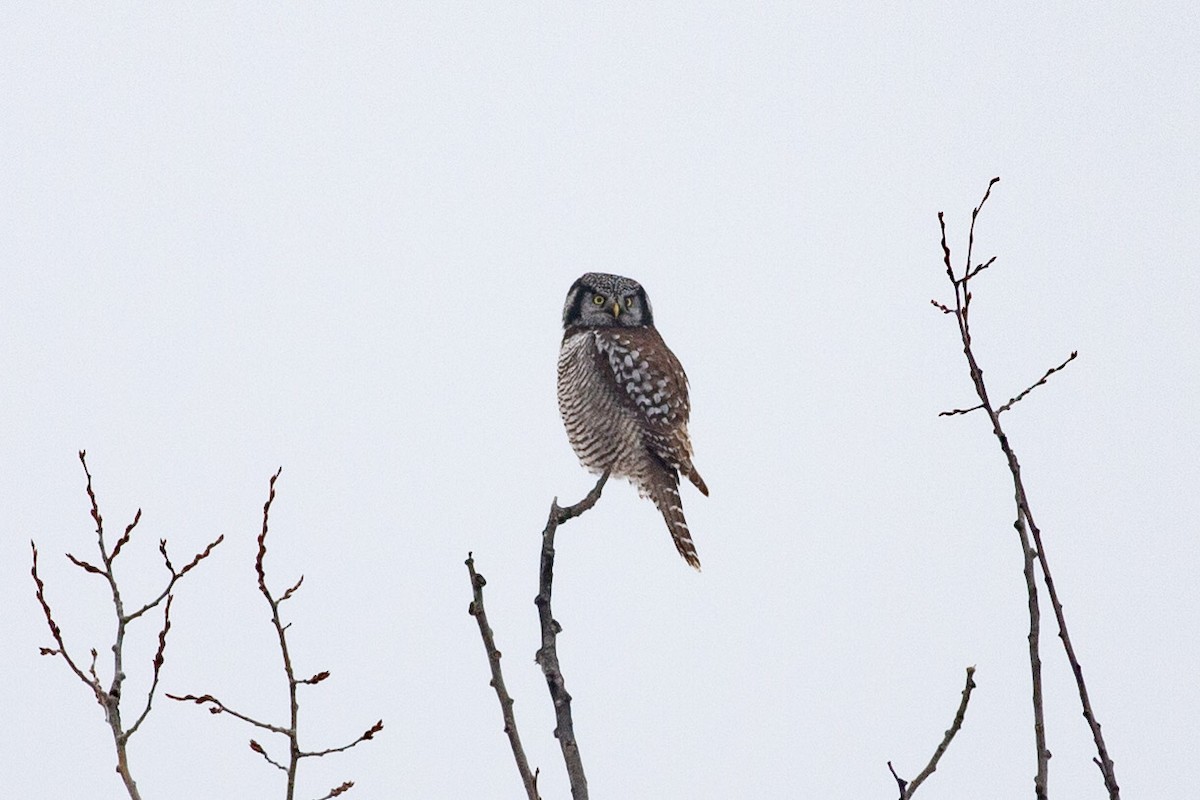 Northern Hawk Owl - ML644546715