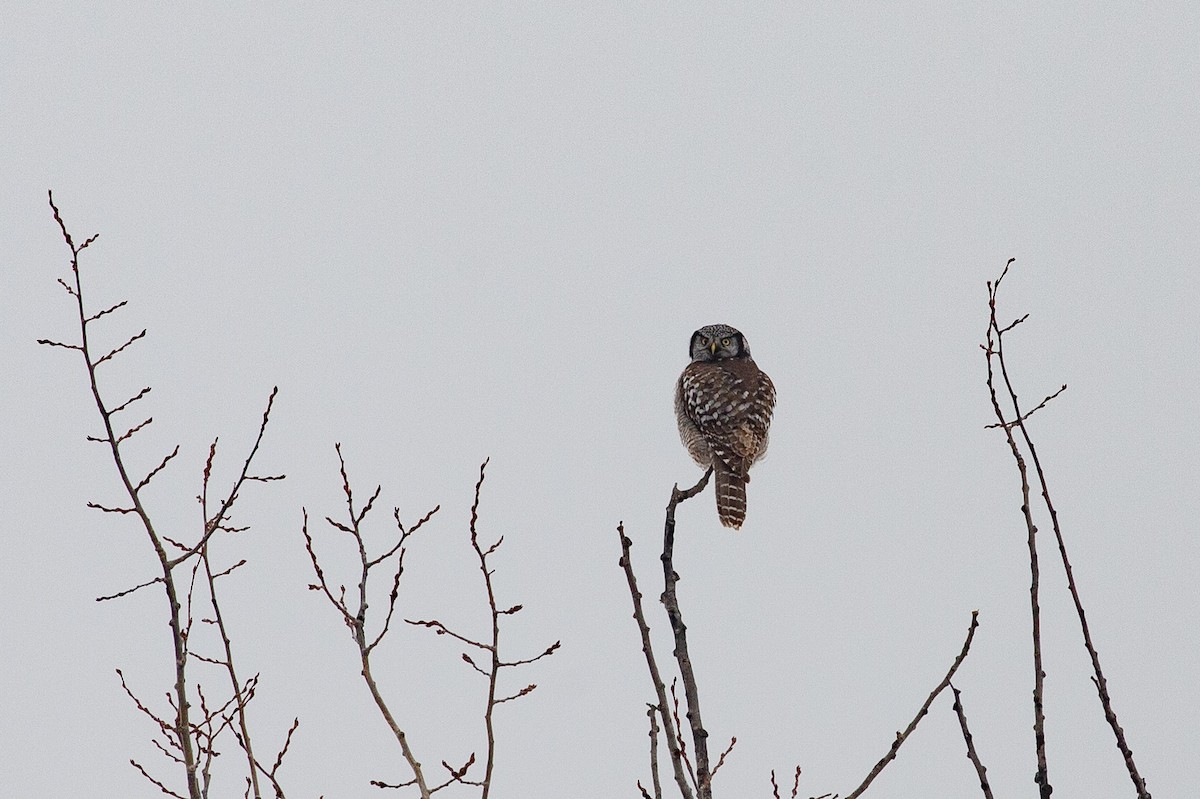 Northern Hawk Owl - ML644546716