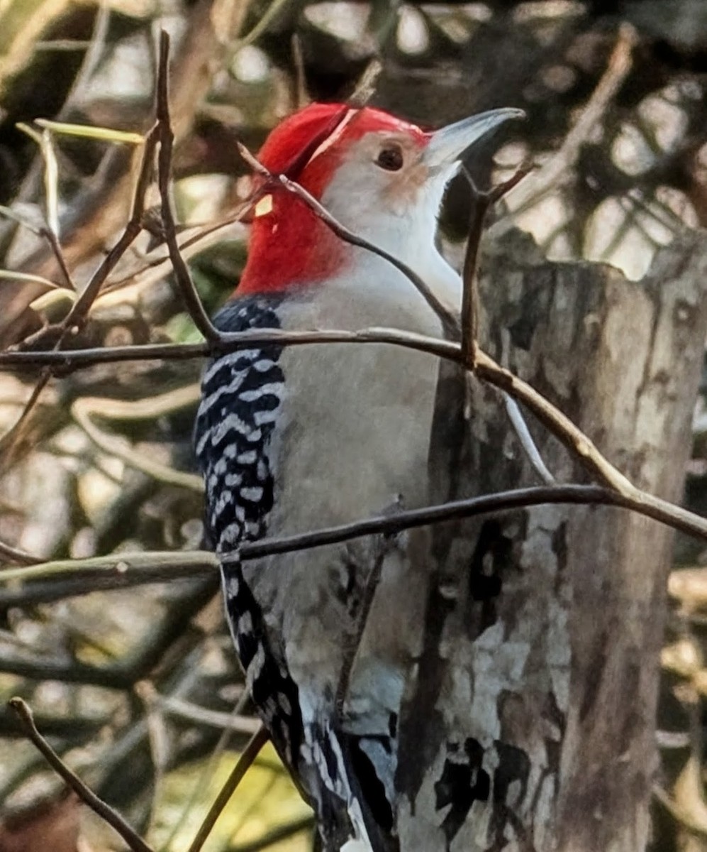 Red-bellied Woodpecker - ML644546732