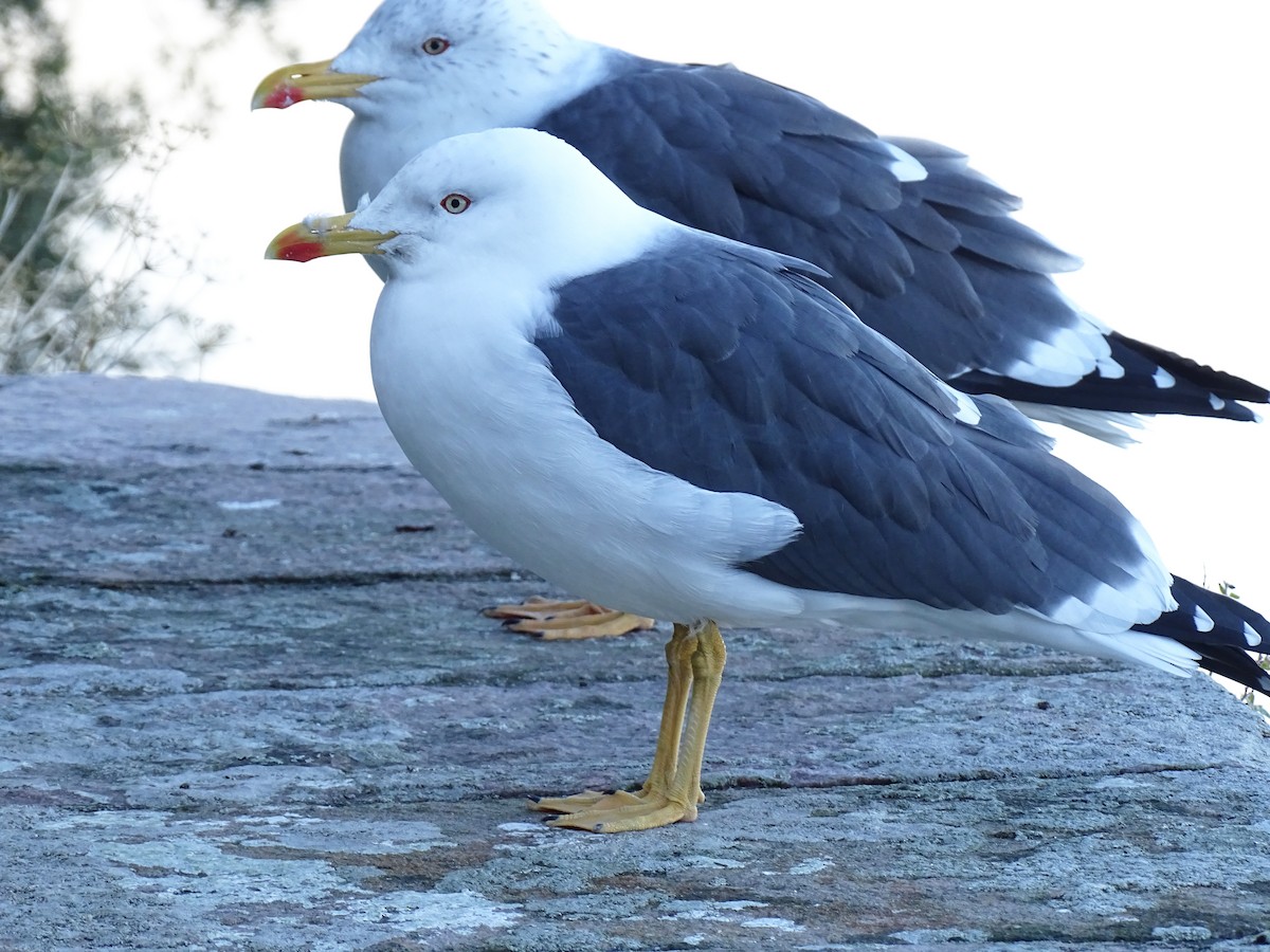 Kara Sırtlı Martı - ML644546735