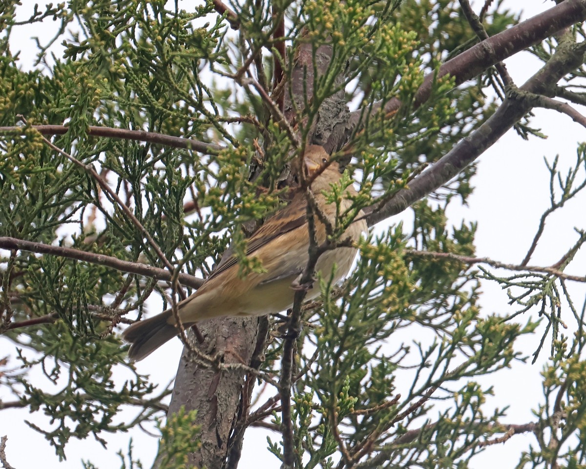 Indigo Bunting - ML644546736