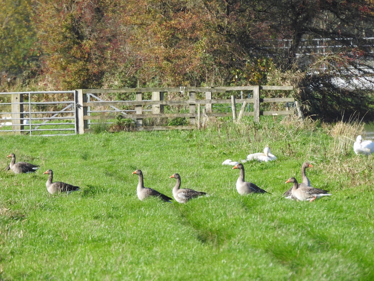 灰雁 - ML644546737