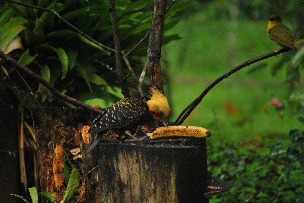 Pic à tête blonde - ML644546742