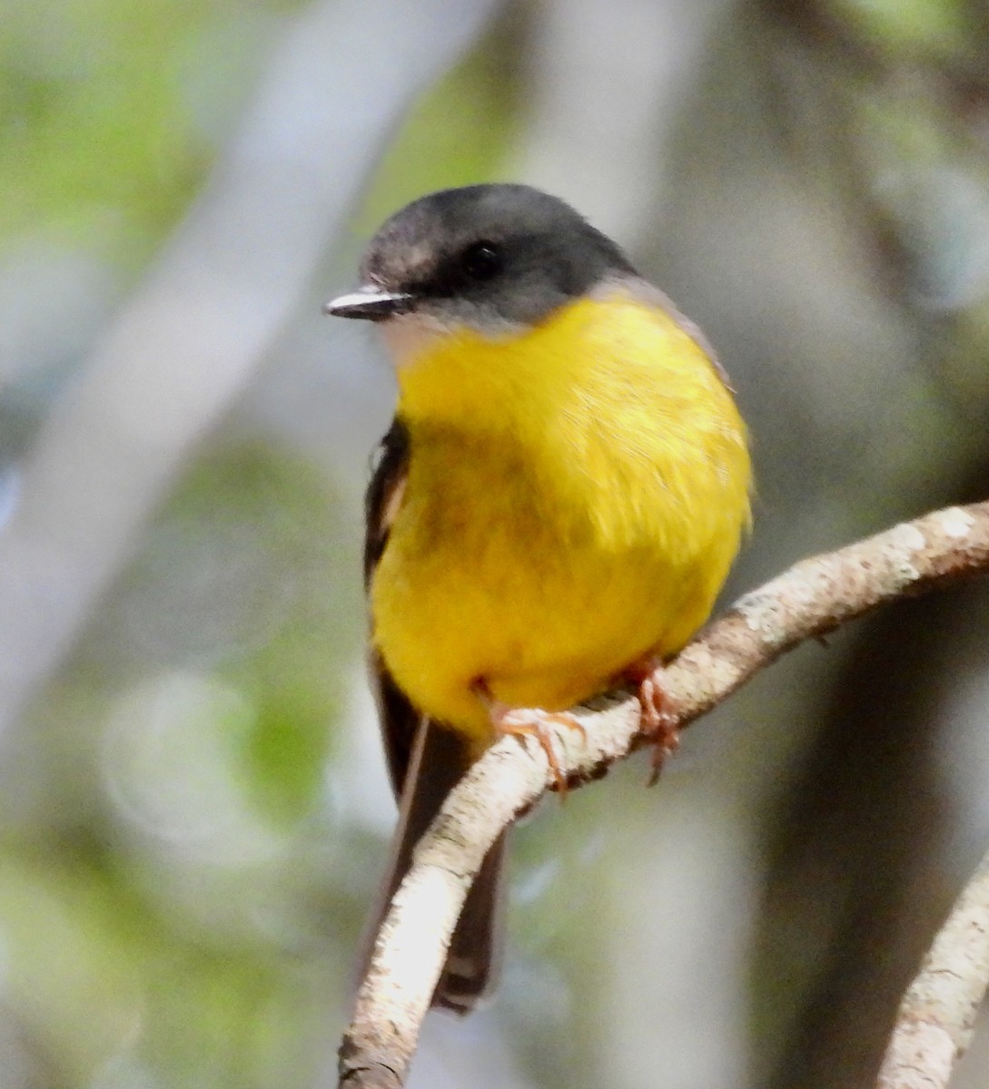 Petroica Amarilla - ML644546743