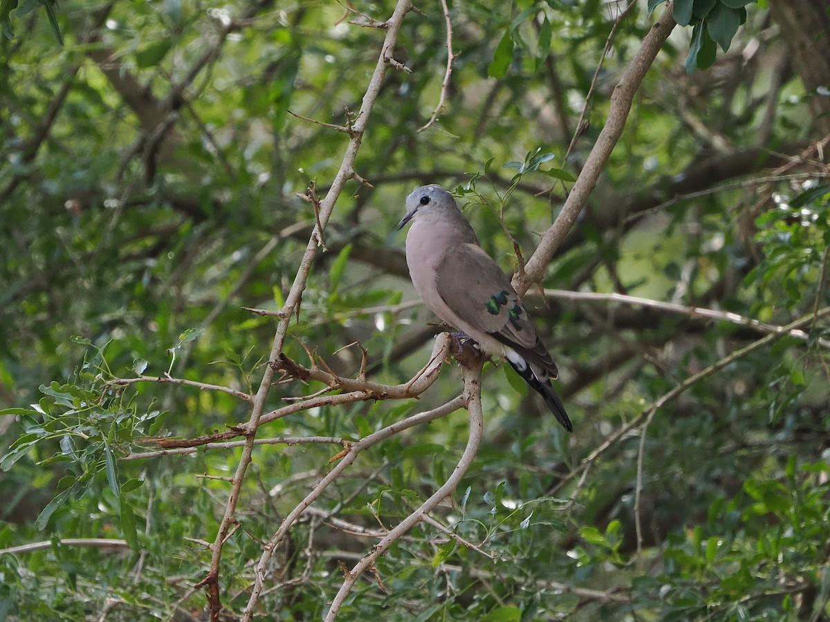 hrdlička zelenoskvrnná - ML644546744