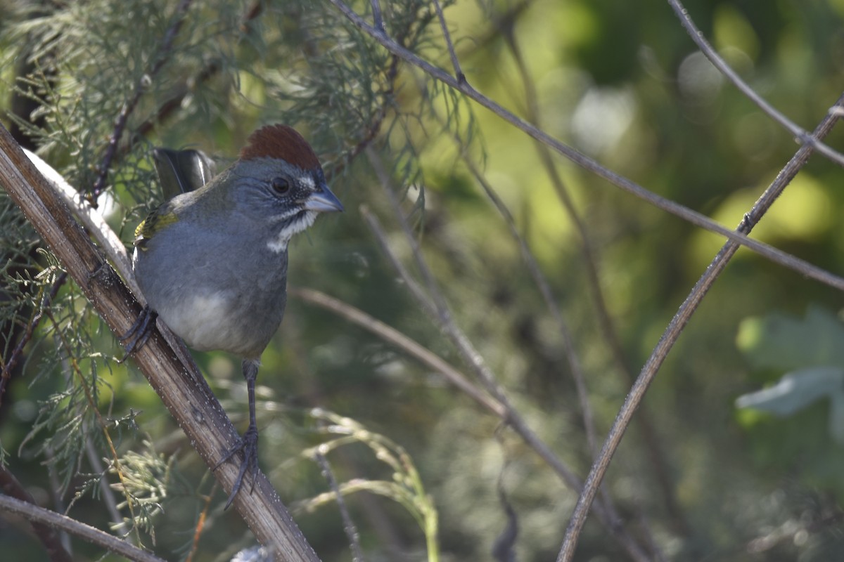 Тауї зеленохвостий - ML644546750