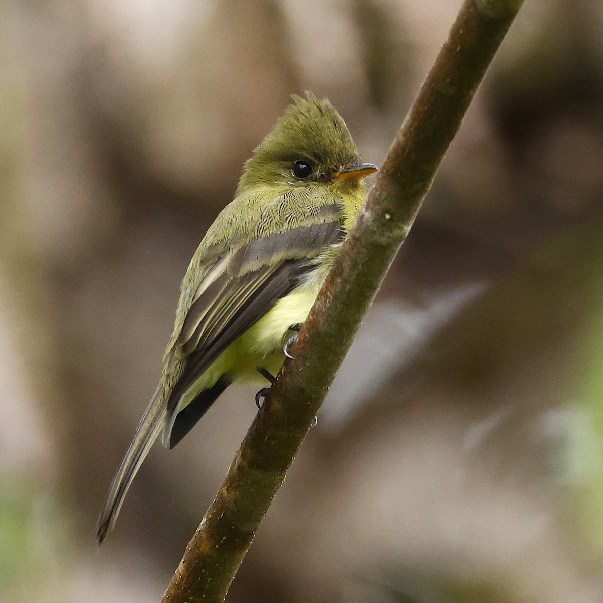 Tufted Flycatcher (South American) - ML644546755