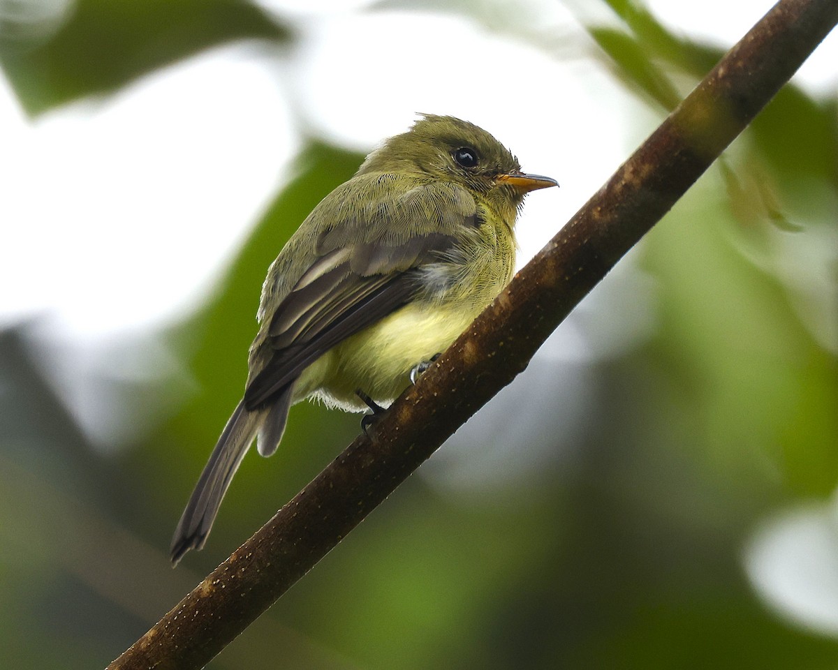 Tufted Flycatcher (South American) - ML644546756