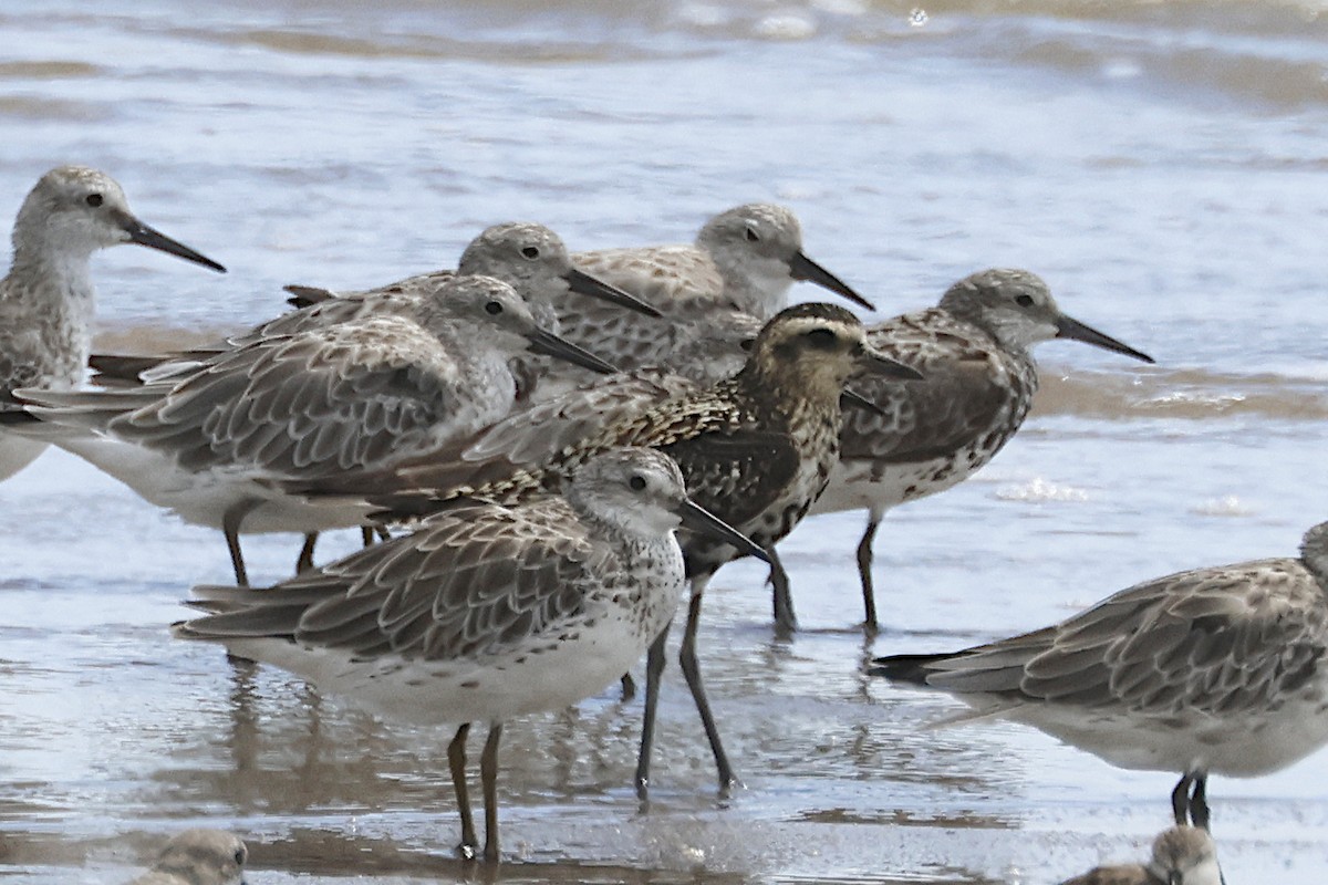 Pluvier fauve - ML644546759