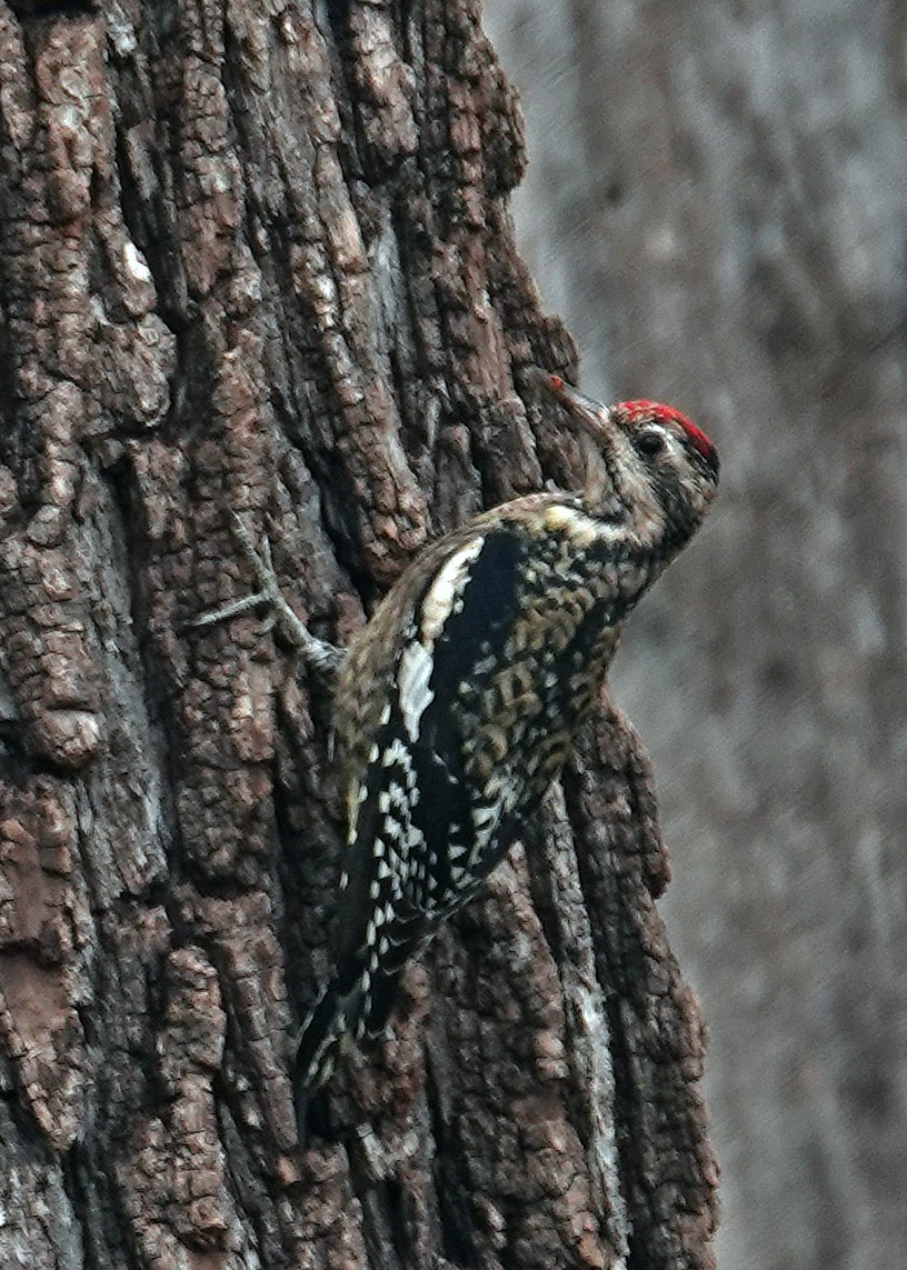 Yellow-bellied Sapsucker - ML644546764
