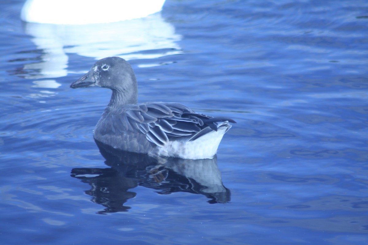 Цасны галуу - ML644546775