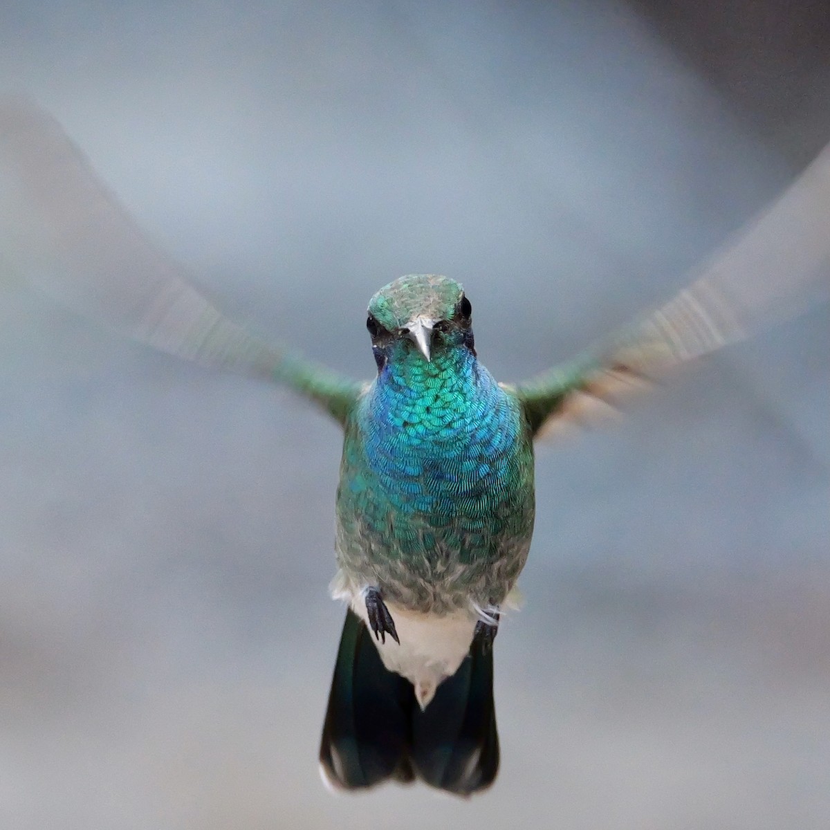 シロハラハチドリ - ML644546776