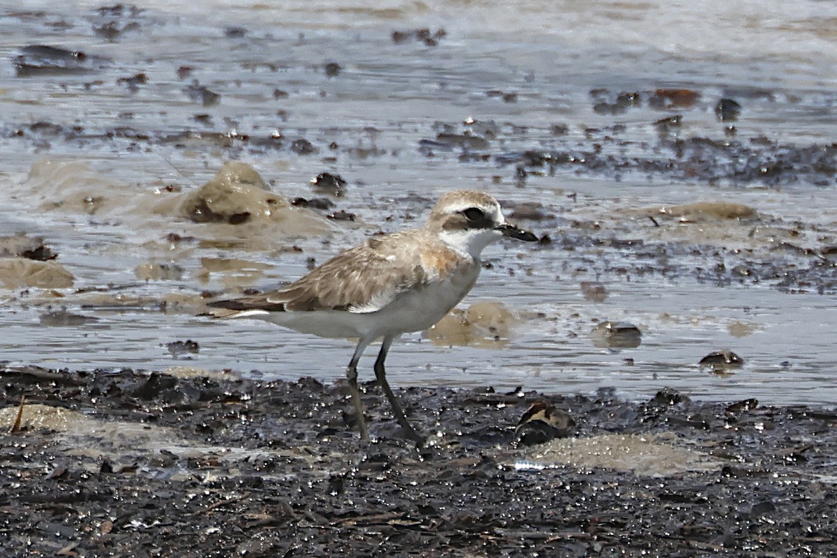 Siberian Sand-Plover - ML644546777