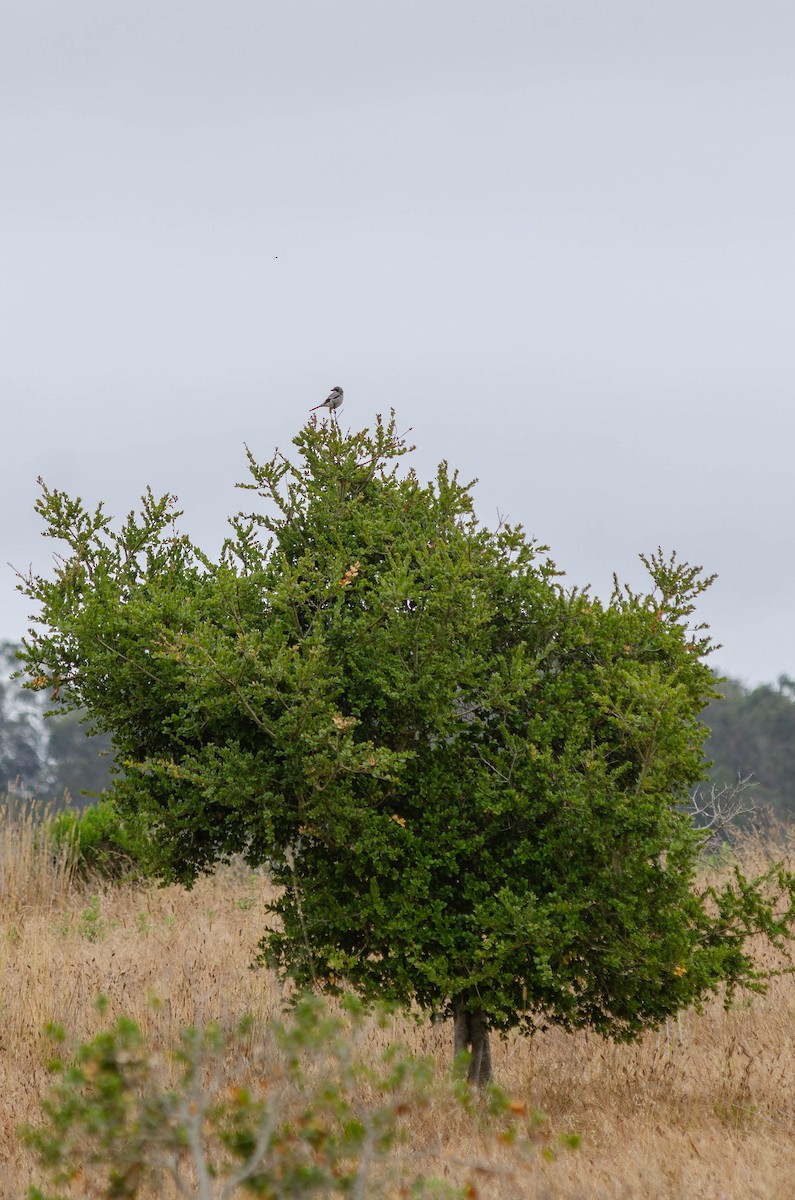 Loggerhead Shrike - ML644546780