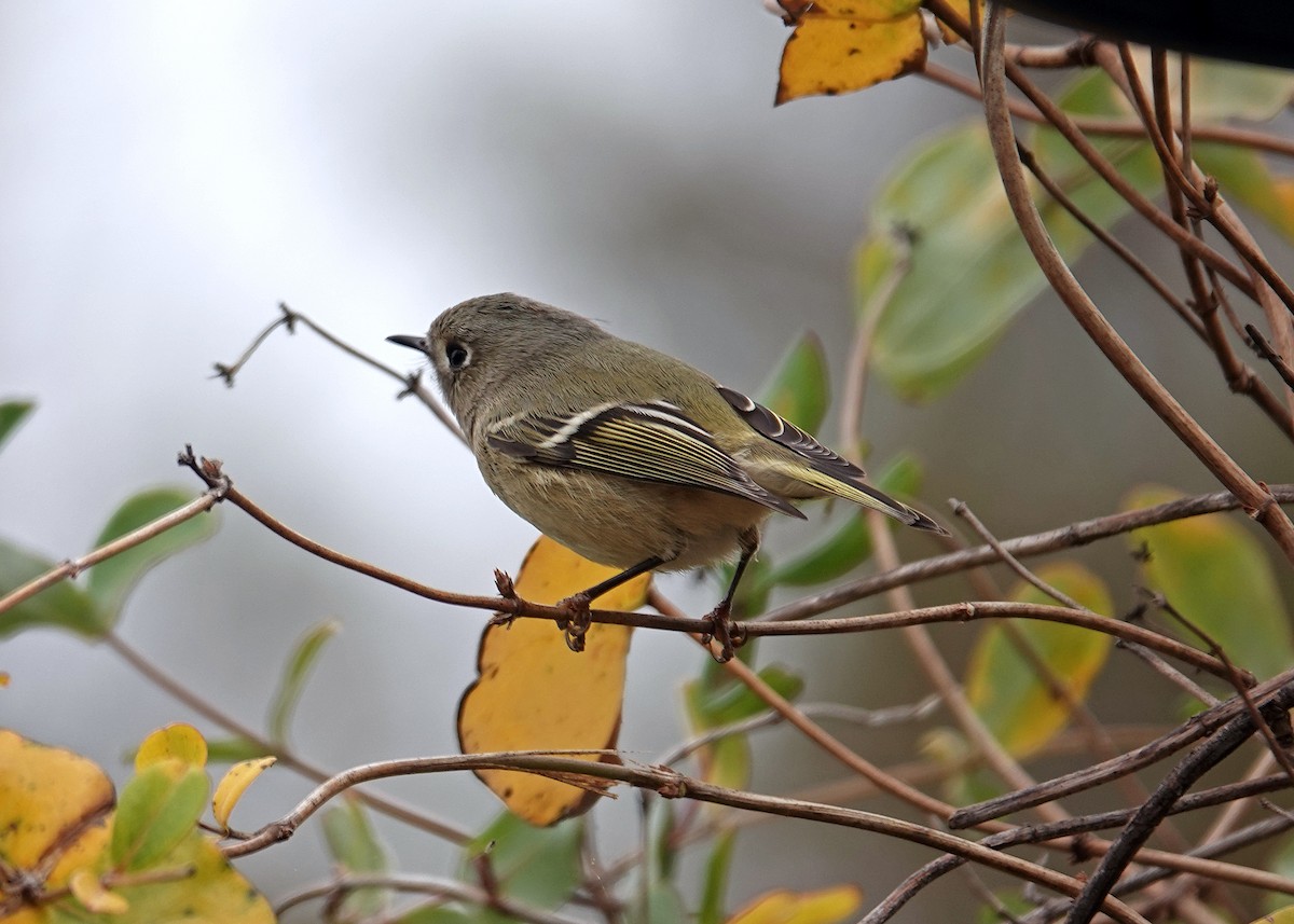 Ruby-crowned Kinglet - ML644546785