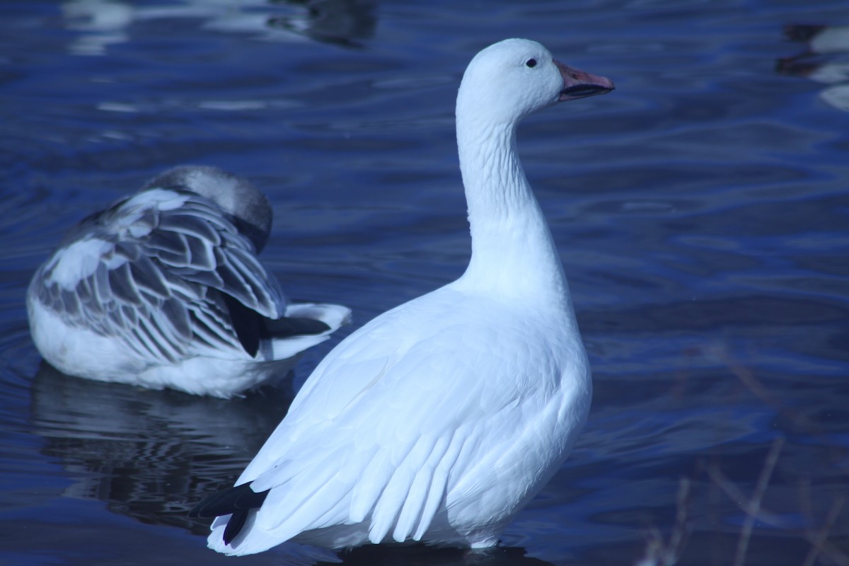 Цасны галуу - ML644546800