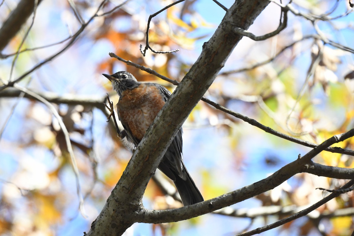 קיכלי נודד - ML644546804