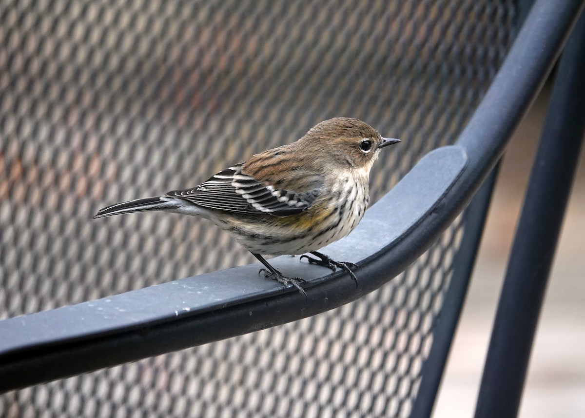 Yellow-rumped Warbler - ML644546816