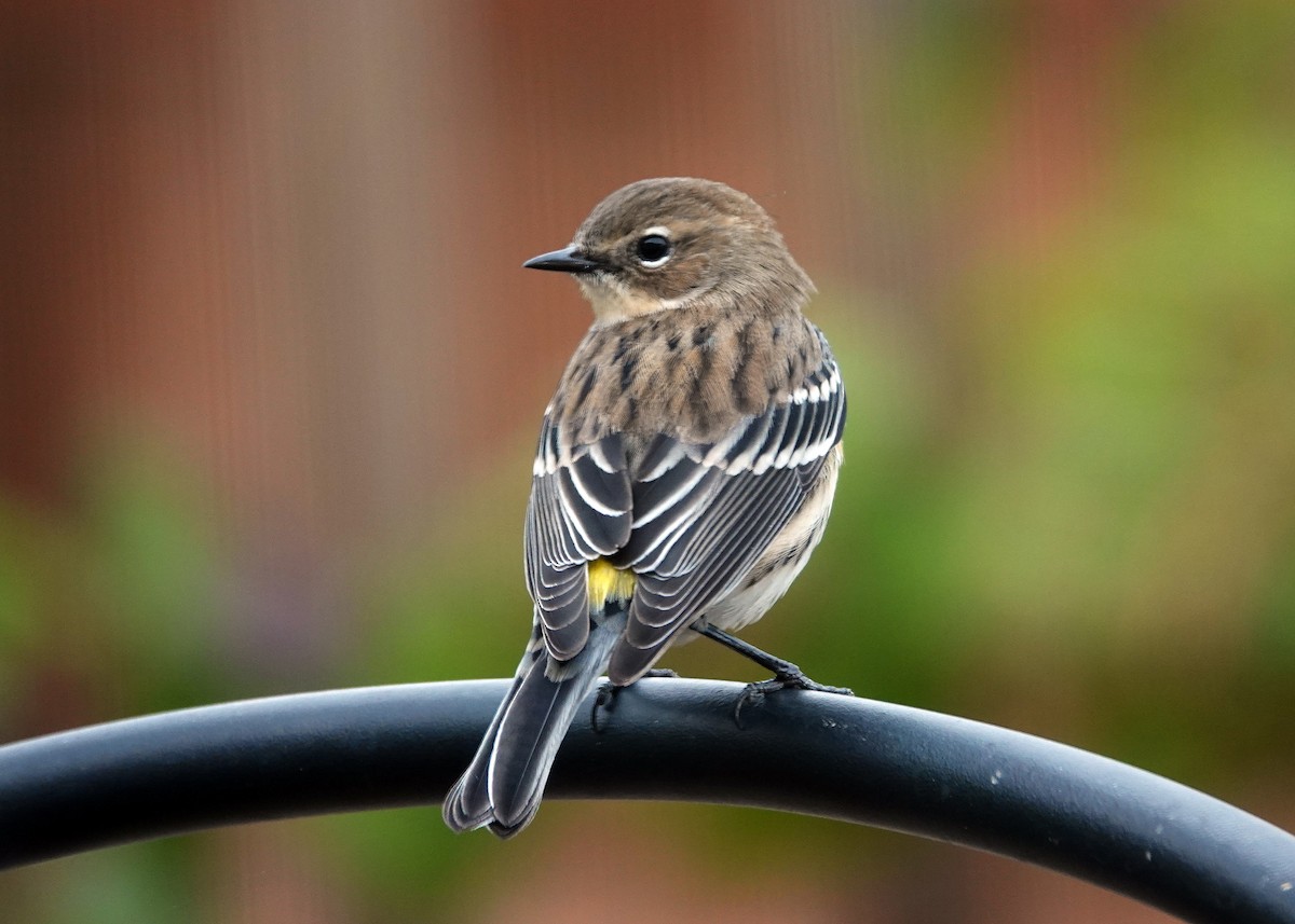 Yellow-rumped Warbler - ML644546817