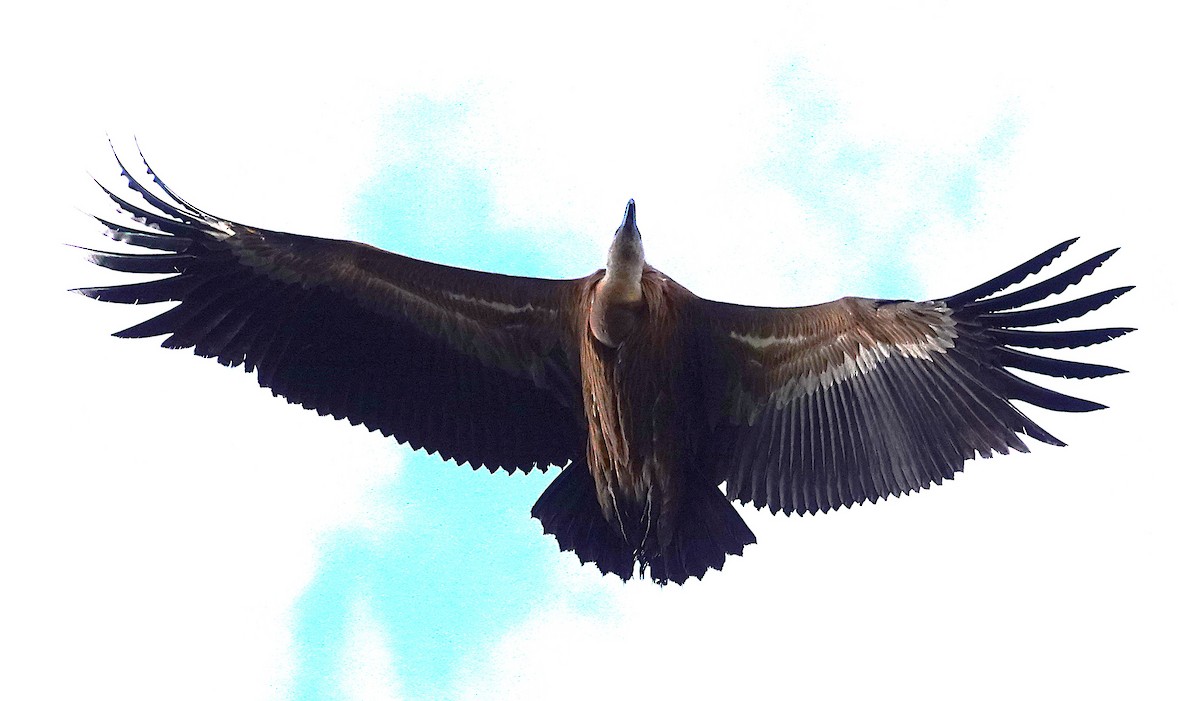 Vautour fauve - ML644546818