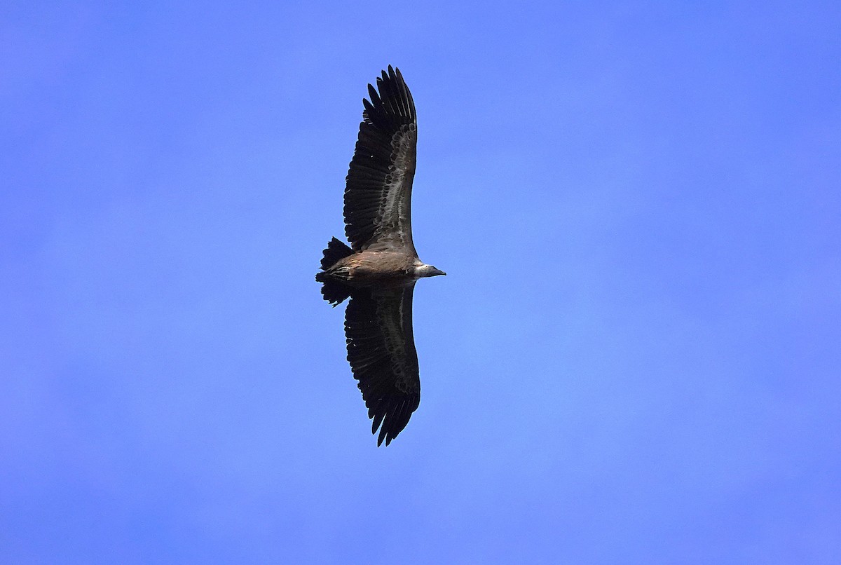 Vautour fauve - ML644546819