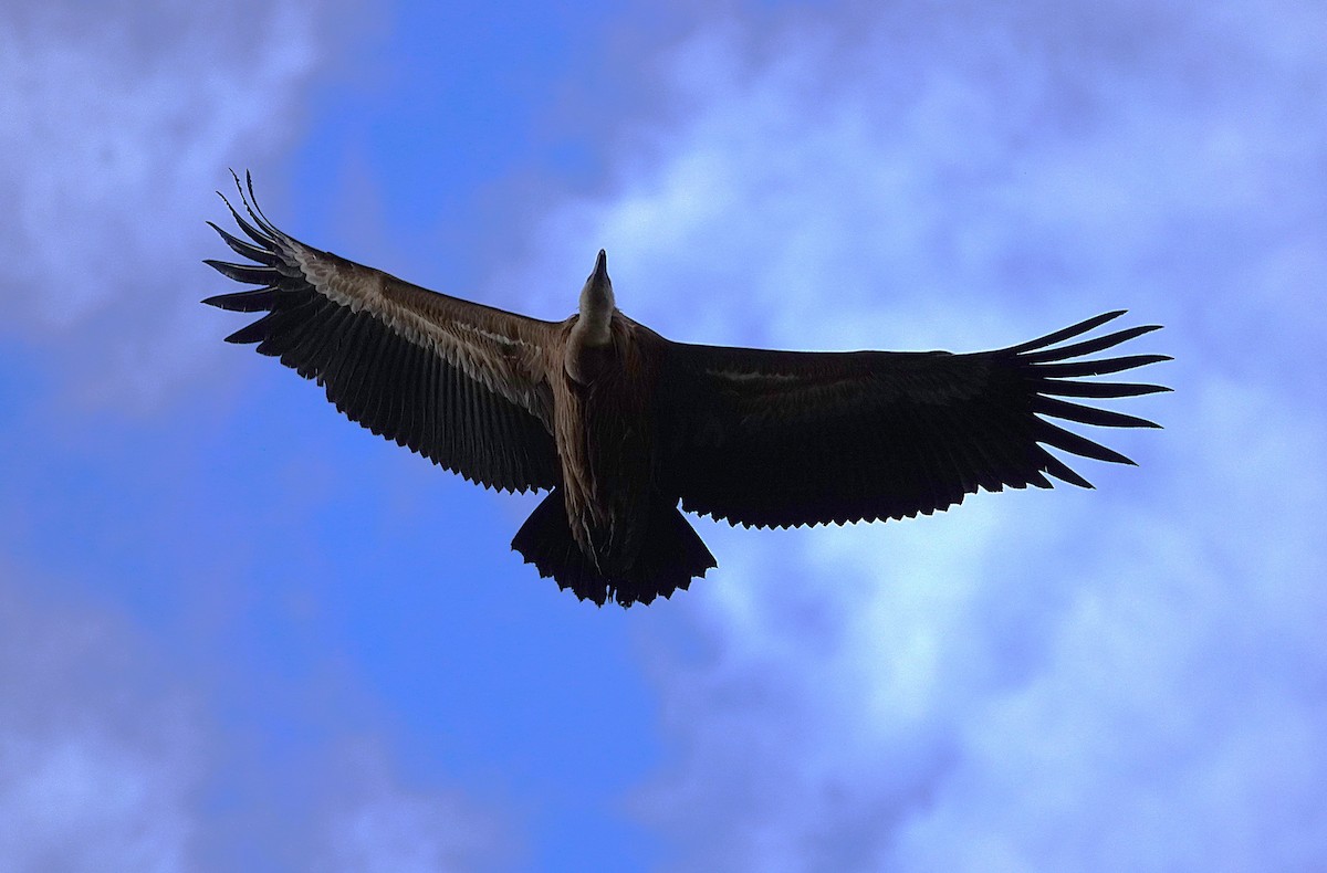 Vautour fauve - ML644546820