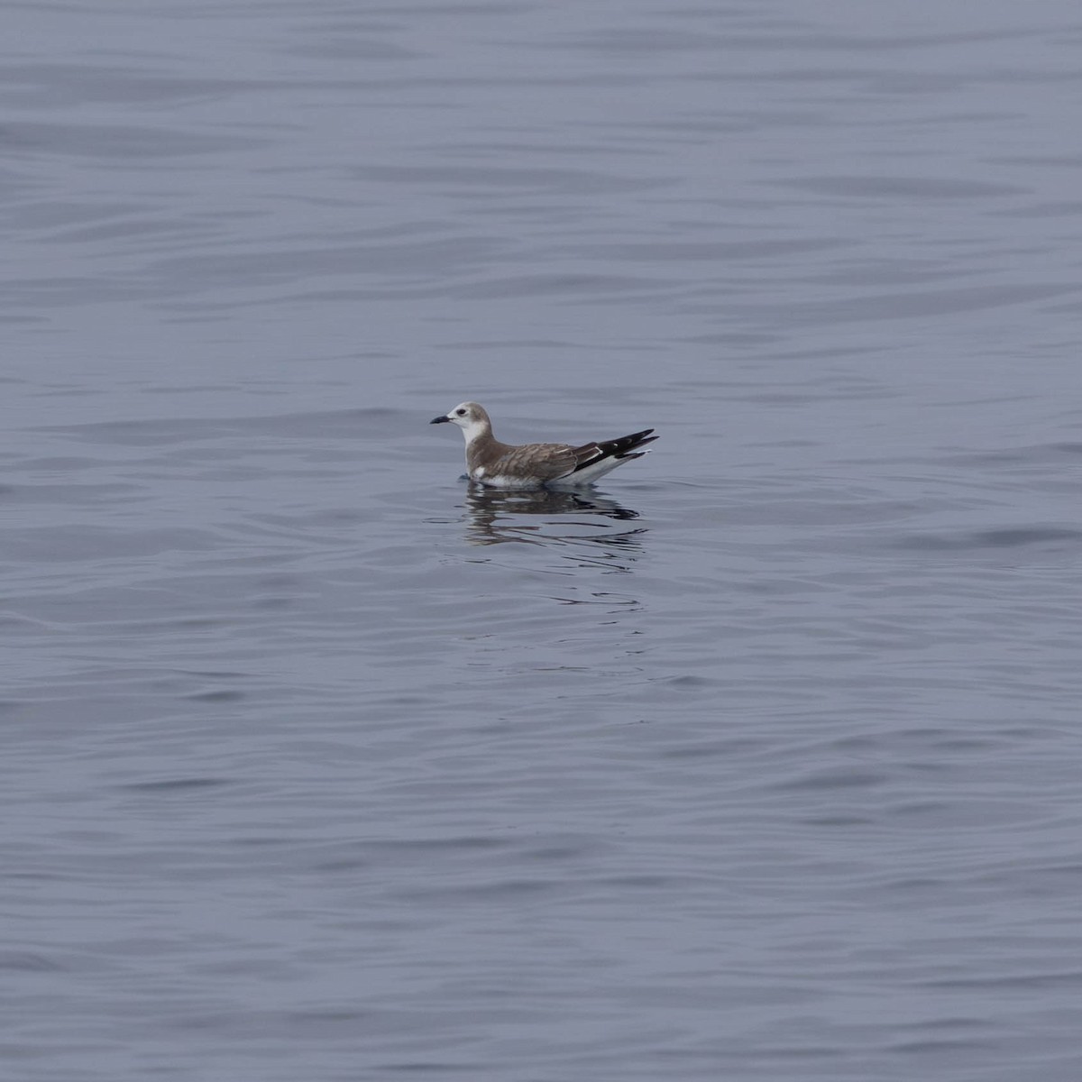 Sabine antxeta - ML644546821