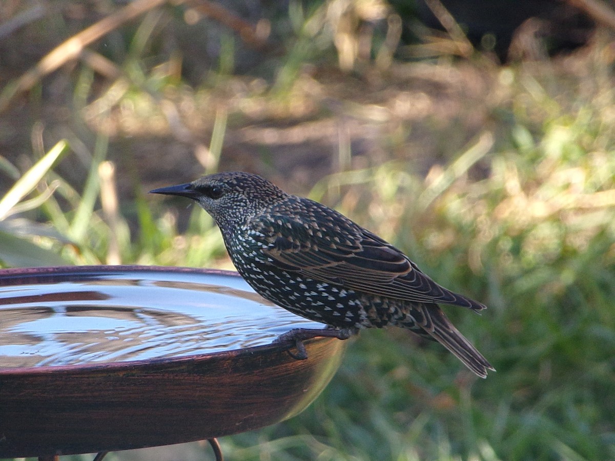 European Starling - ML644546822