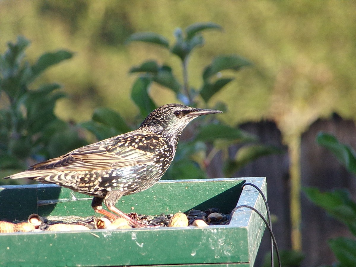 European Starling - ML644546823