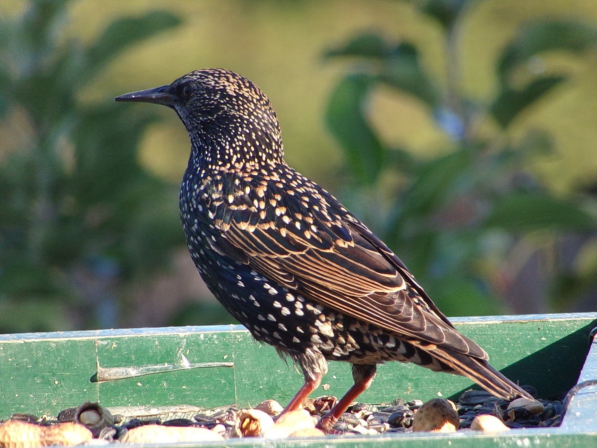 European Starling - ML644546824