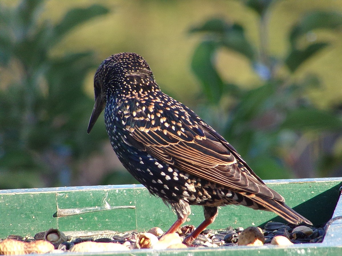 European Starling - ML644546825