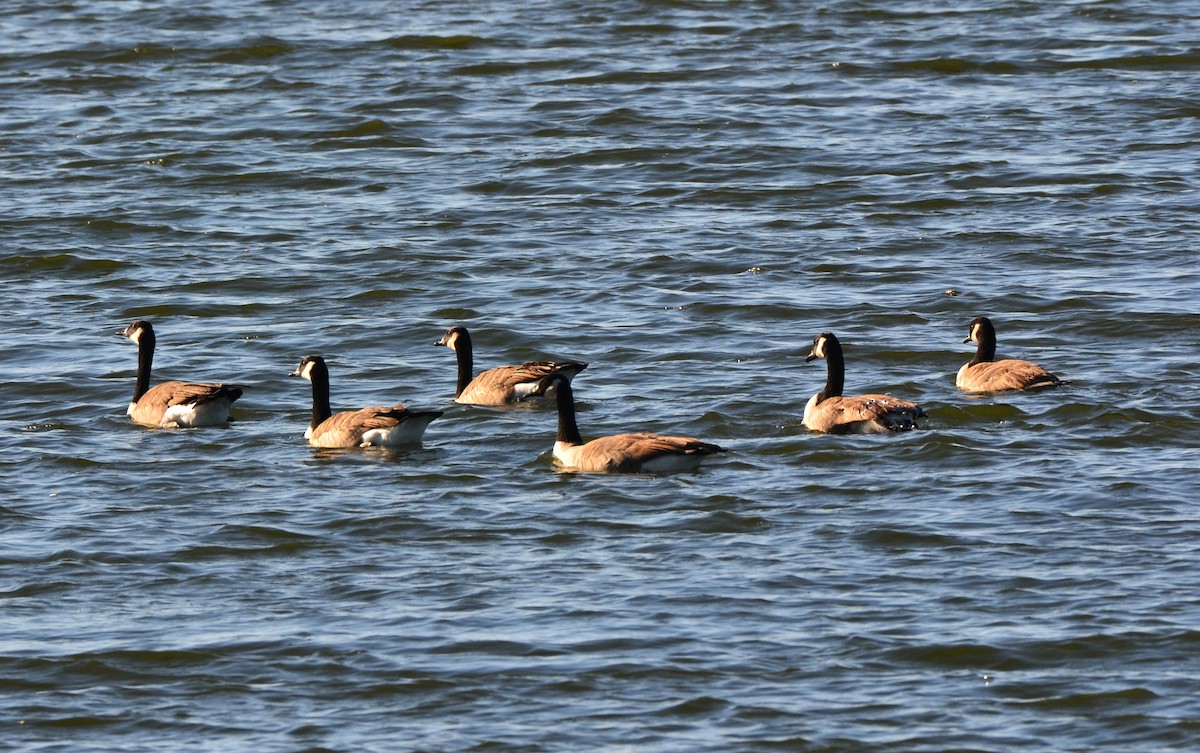 Bernache du Canada - ML644546826