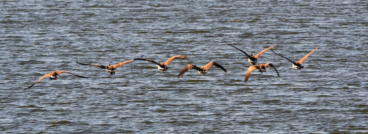 Canada Goose - ML644546827