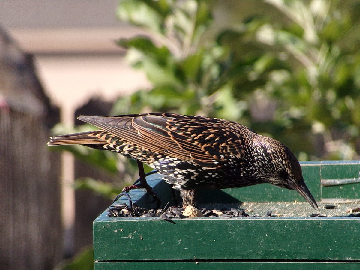 European Starling - ML644546828
