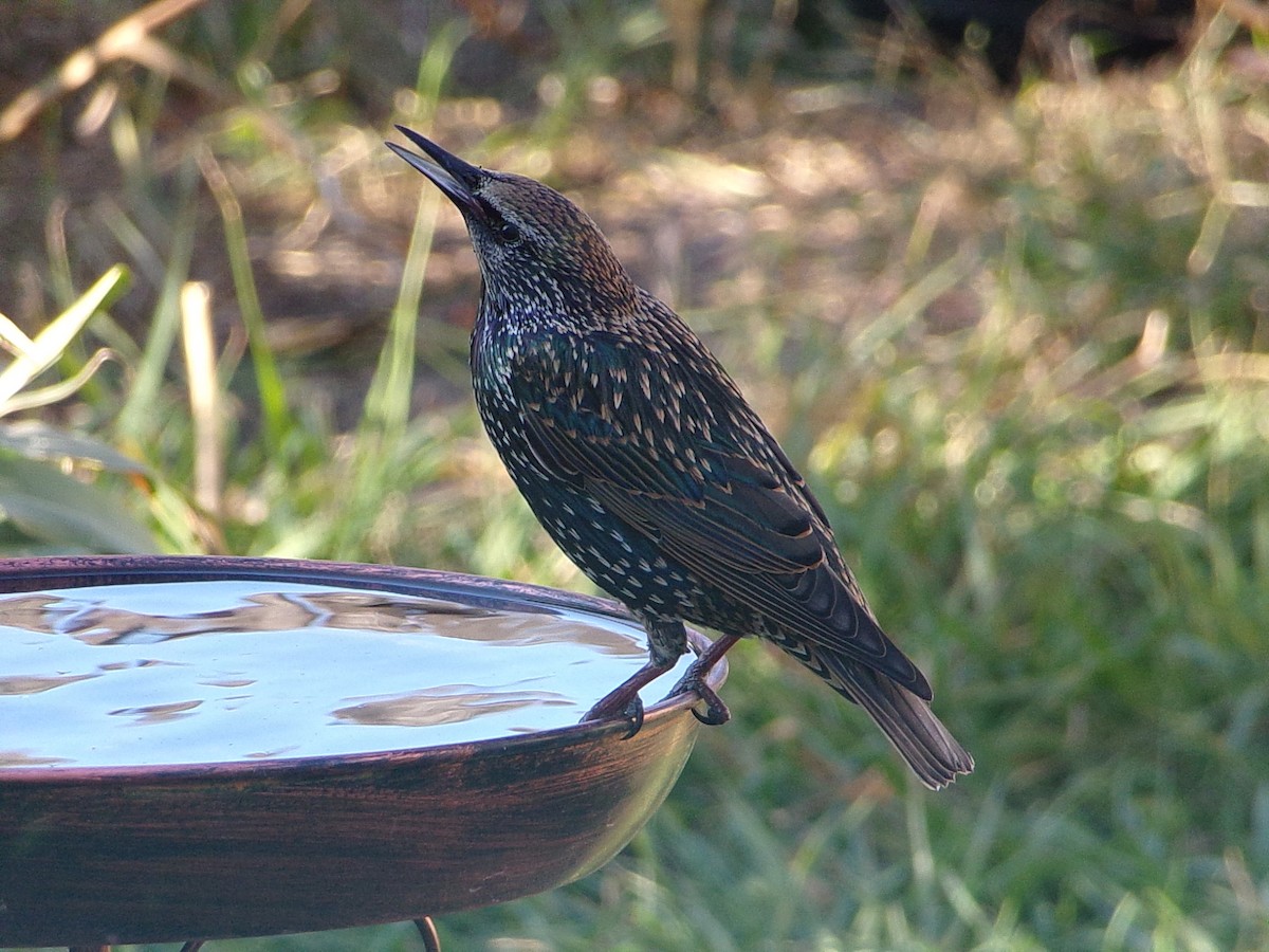 European Starling - ML644546831
