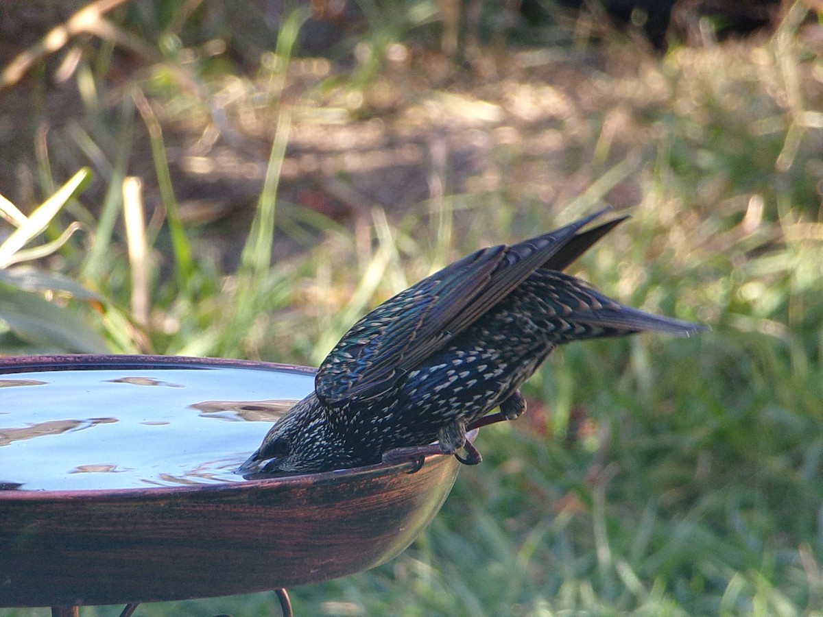 European Starling - ML644546832