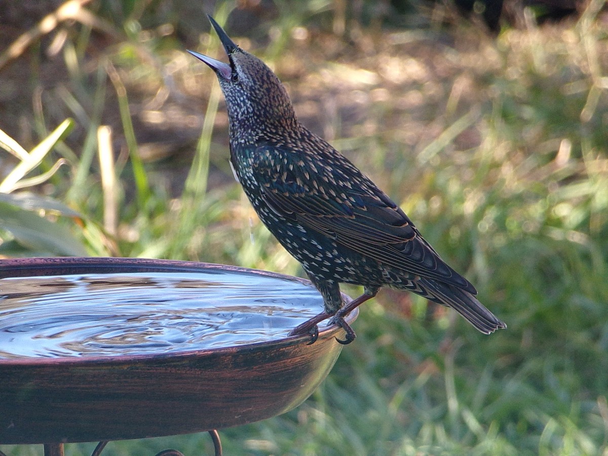 European Starling - ML644546833