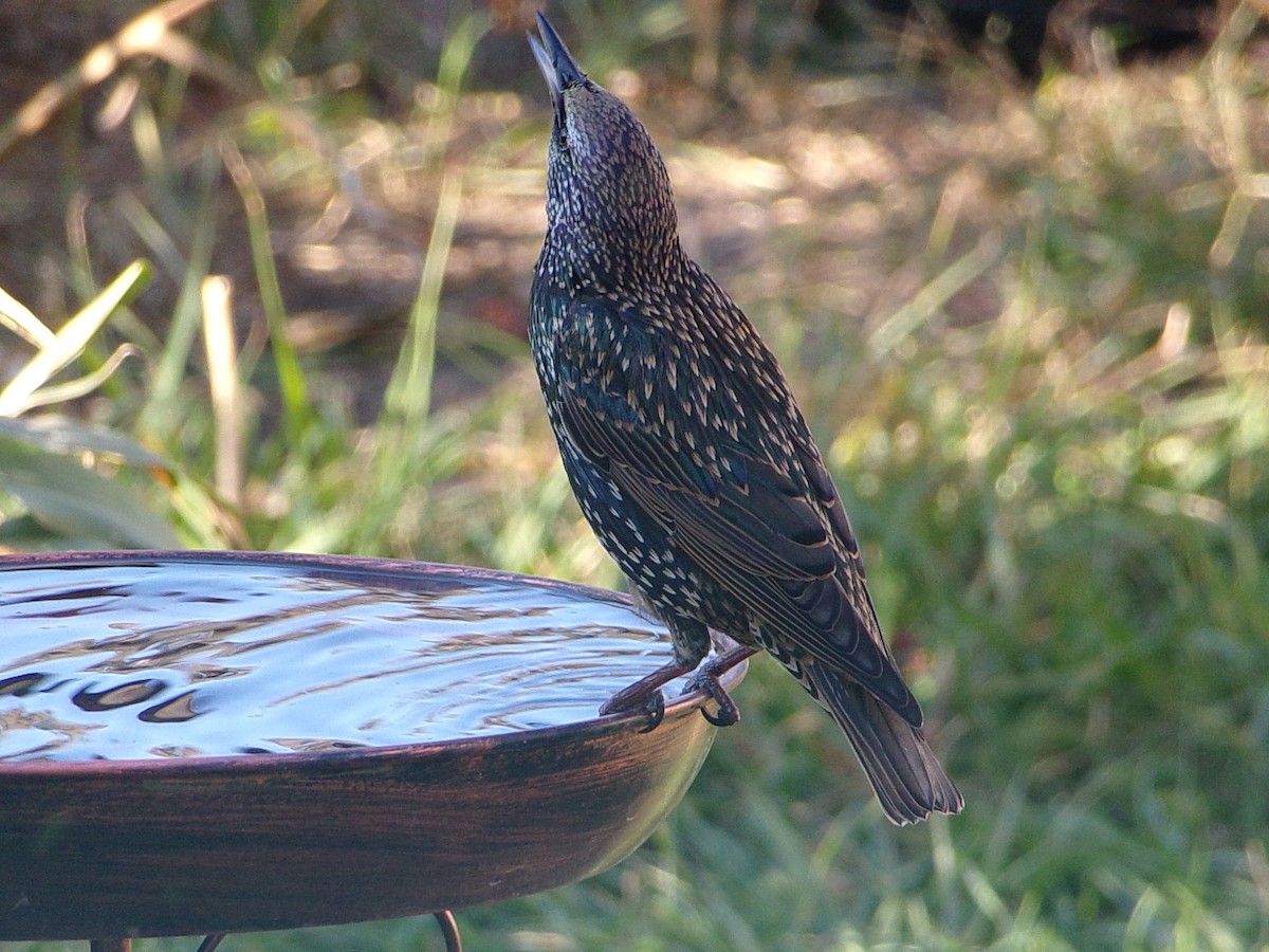 European Starling - ML644546834