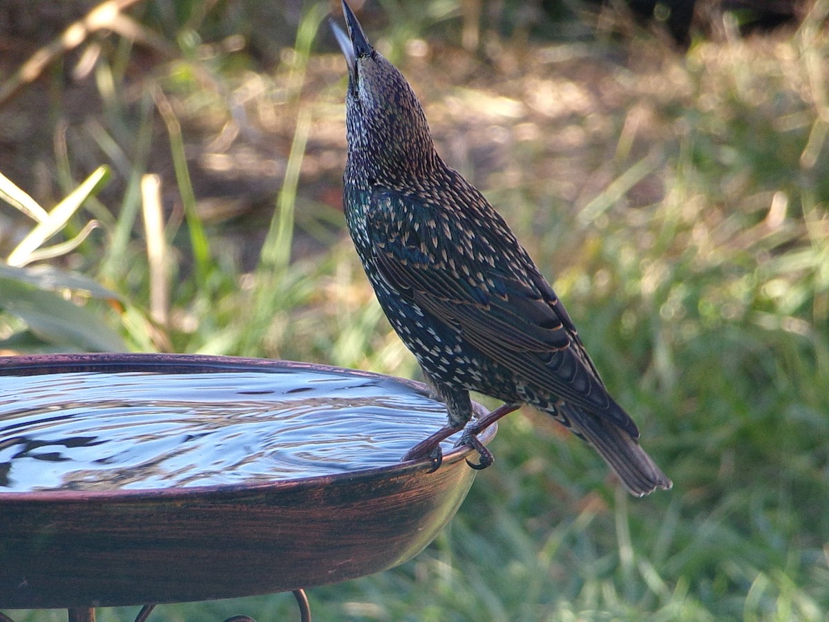 European Starling - ML644546835