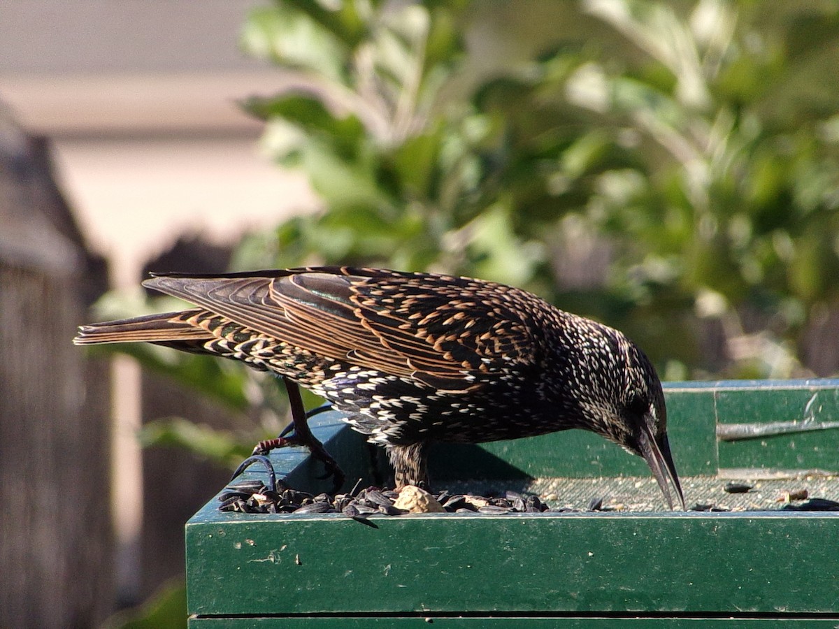 European Starling - ML644546836