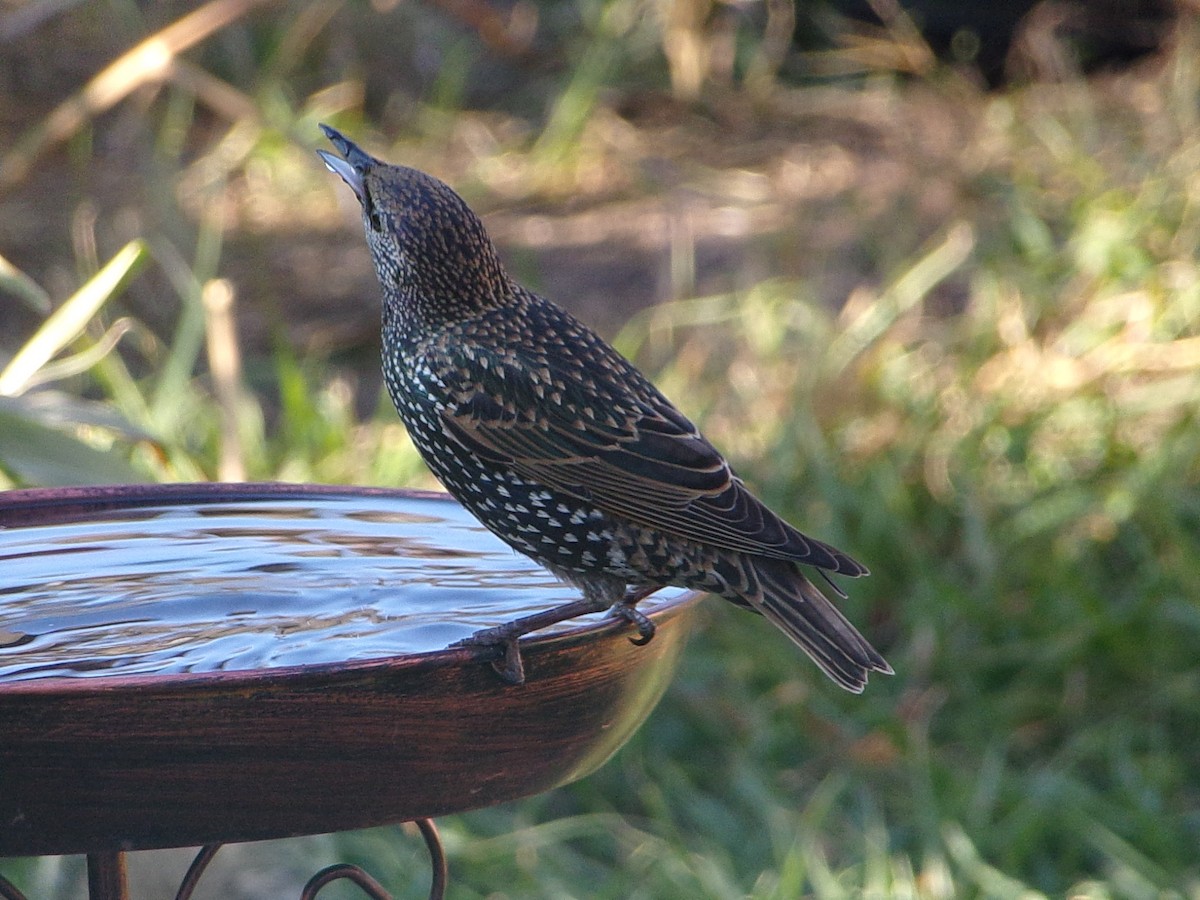 European Starling - ML644546837